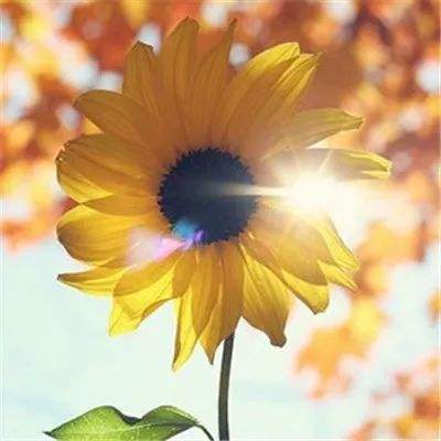 竞猜足球app手机app下载